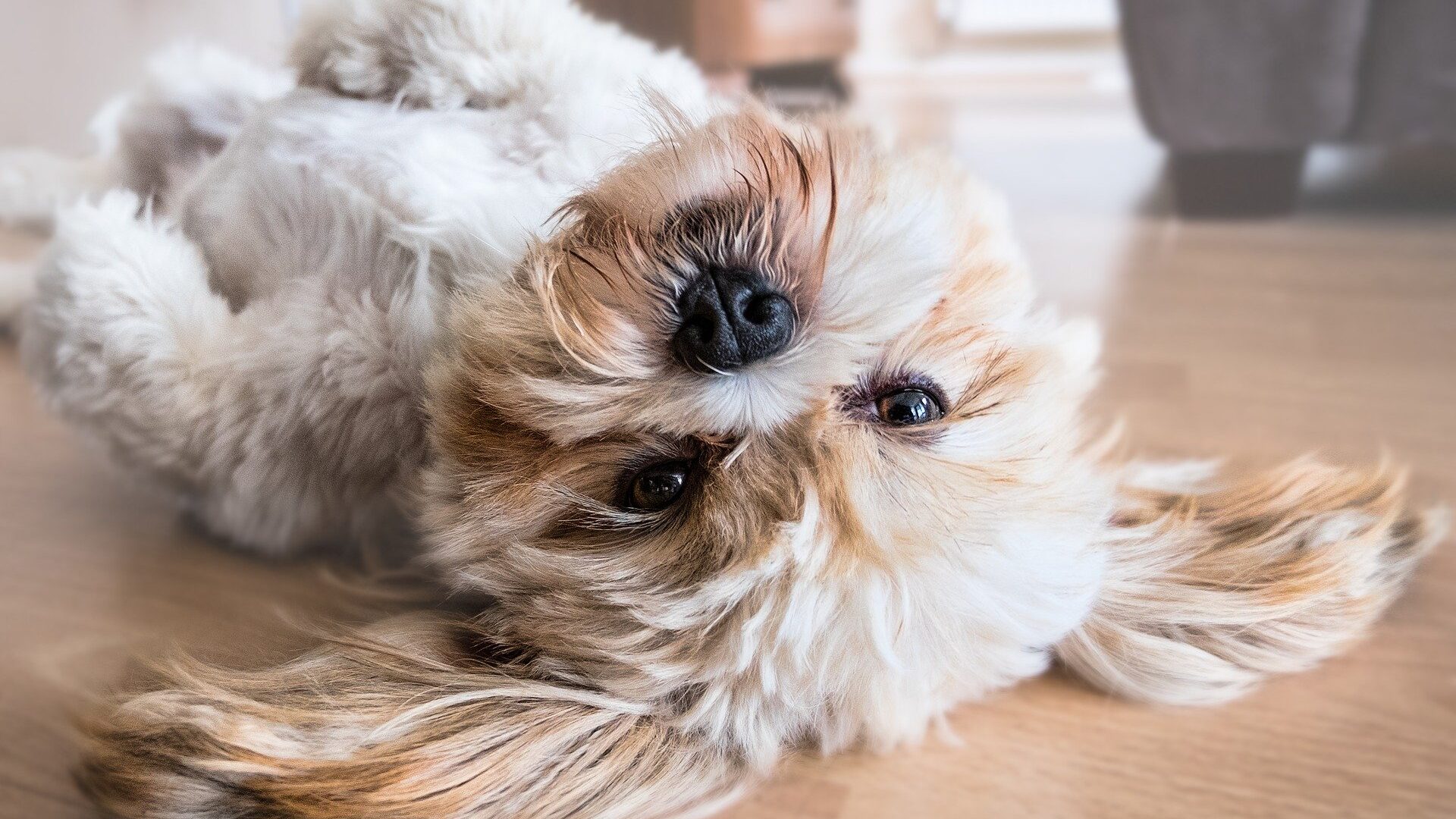 interdire un chien dans une location