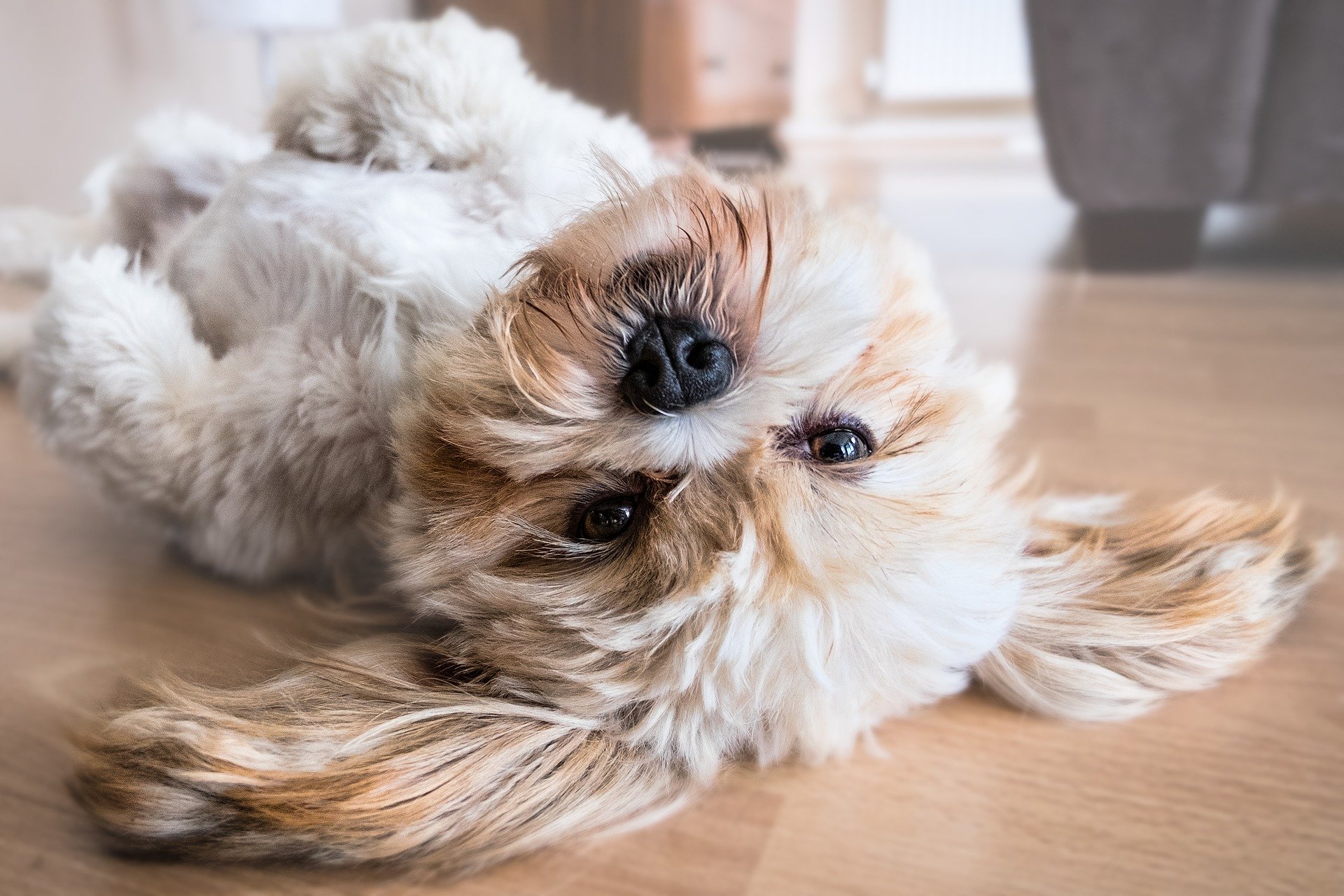 interdire un chien dans une location